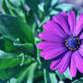 African Daisy