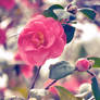 Camellia Bush