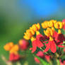 Scarlet Milkweed