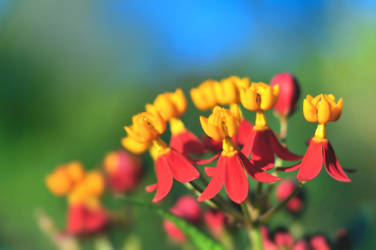 Scarlet Milkweed by satellite-unknown