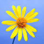 Sunny Wildflower -square-