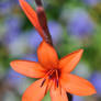 Bugle Lily