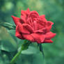 Garden Rose -square-