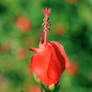 Sleeping Hibiscus