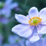 Japanese Anemone