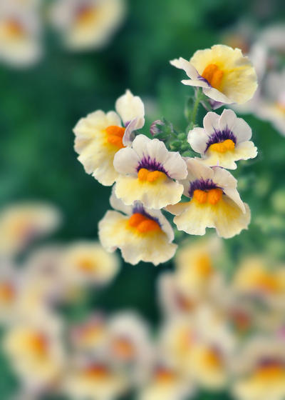 Nemesia by satellite-unknown