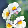 Nemesia Closeup