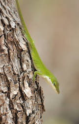 Anole Lizard