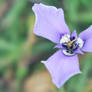 Prairie Nymph