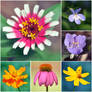 Flower Collection -collage-