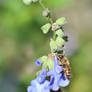 Bee + Blue Sage