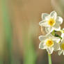 'Grand Primo' Daffodil