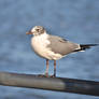 Laughing Gull -square-