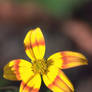 Bidens 'Bee Alive'