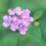 Trailing Lantana -square-