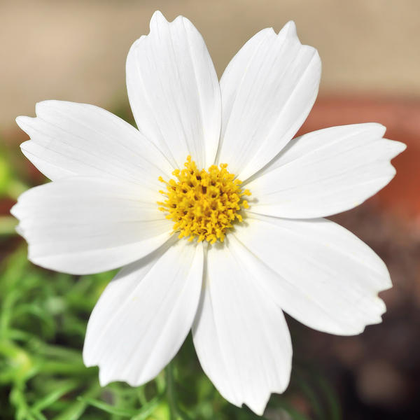 Garden Cosmos -square-