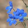 Siberian Larkspur -square-