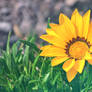 Gazania