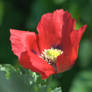 Red Poppy -square-