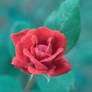 Garden Rose 2