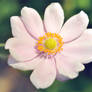 Japanese Anemone