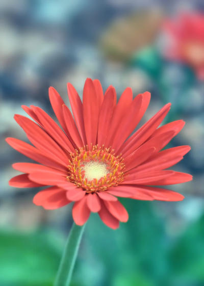 Gerber Daisy 3 by satellite-unknown