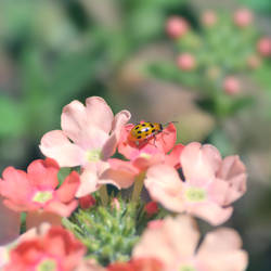 Spotted Cucumber Beetle + Verbena -square-