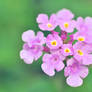 Trailing Lantana 2