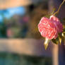 Park Fence Rose