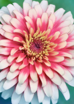 'Whirligig' Zinnia Closeup