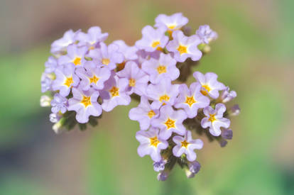 Wild Heliotrope