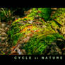 Cycle of Nature