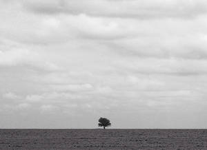 Lone Tree