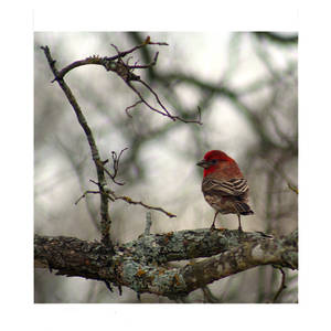 House Finch