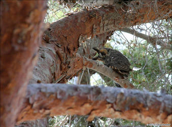 Long-Eared Owl