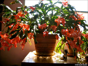 Christmas Cactus