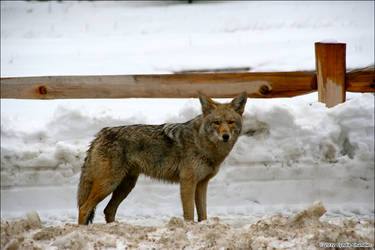 Coyote at Yosemite