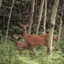 Wild Bambi and is mother...