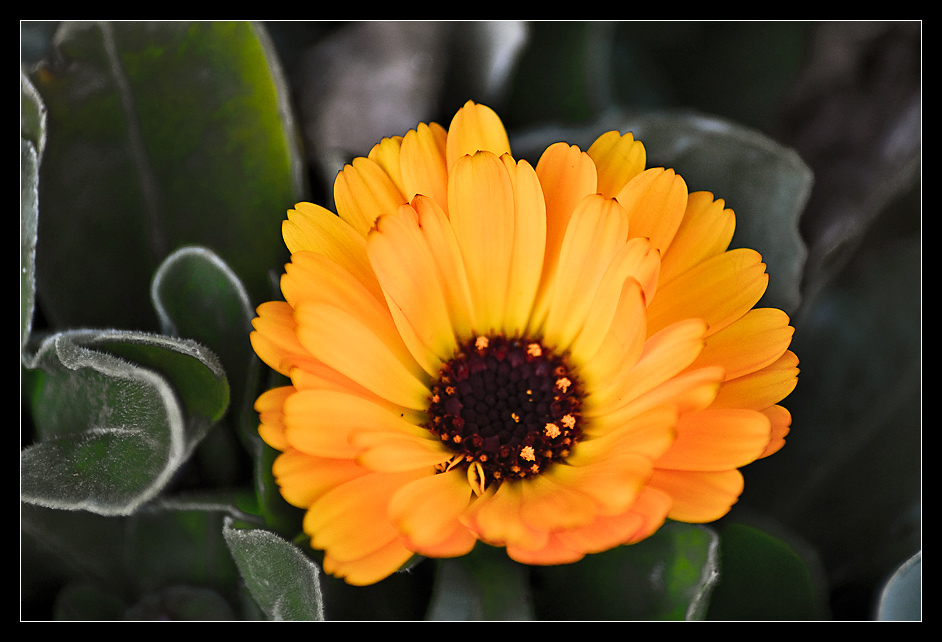 little orange flower