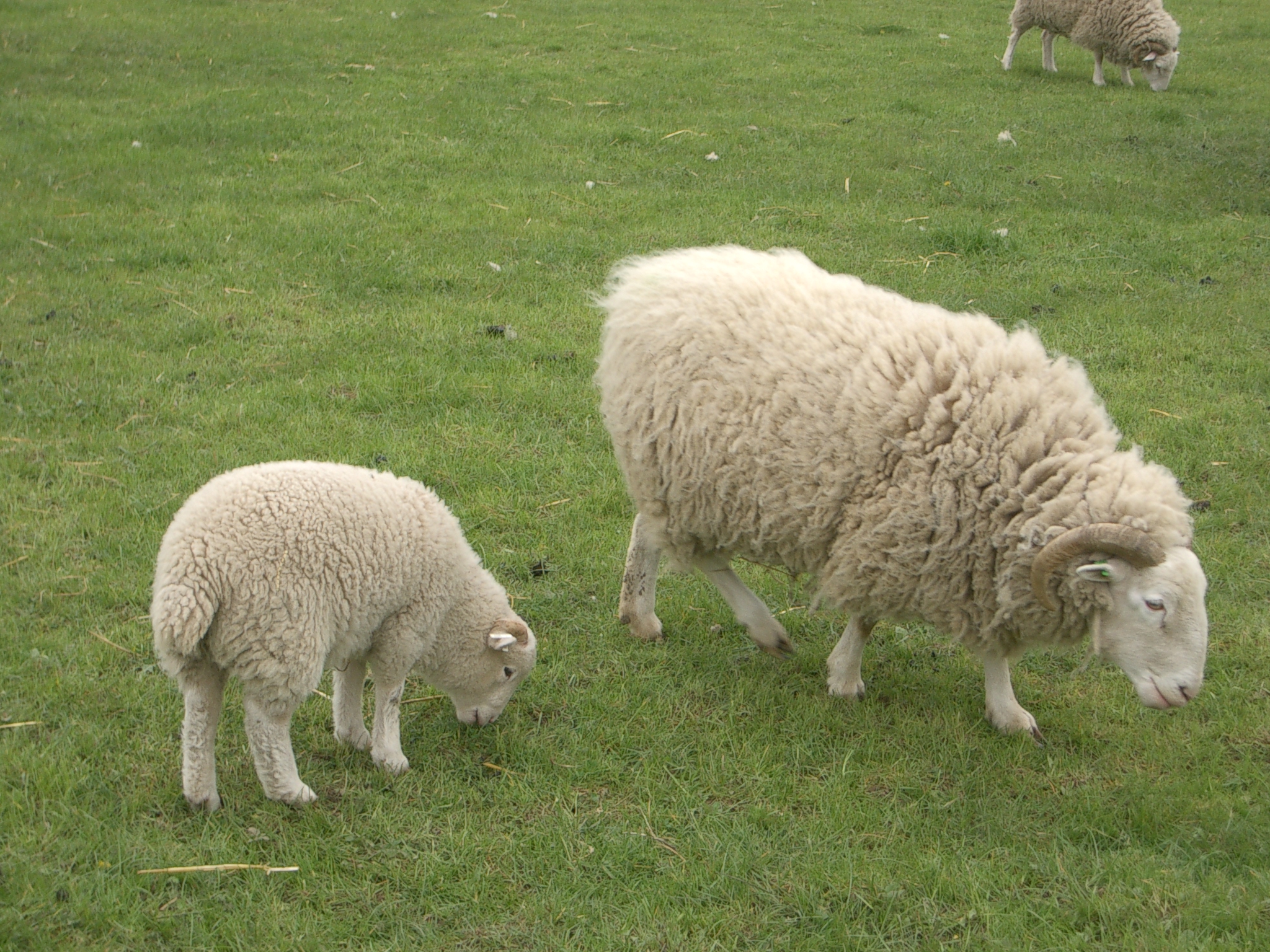 Sheep and Lamb