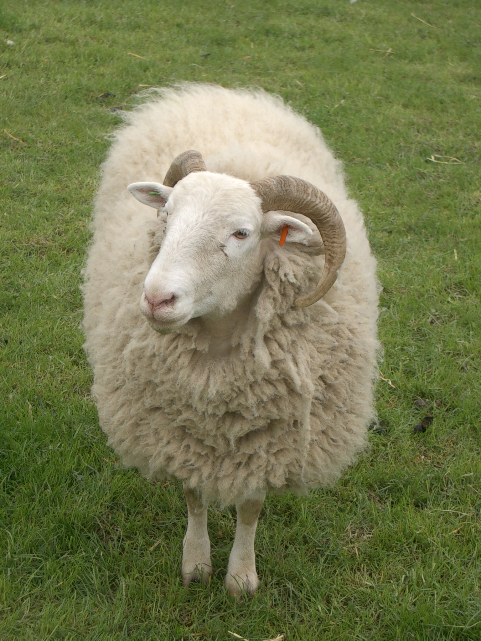 Sheep