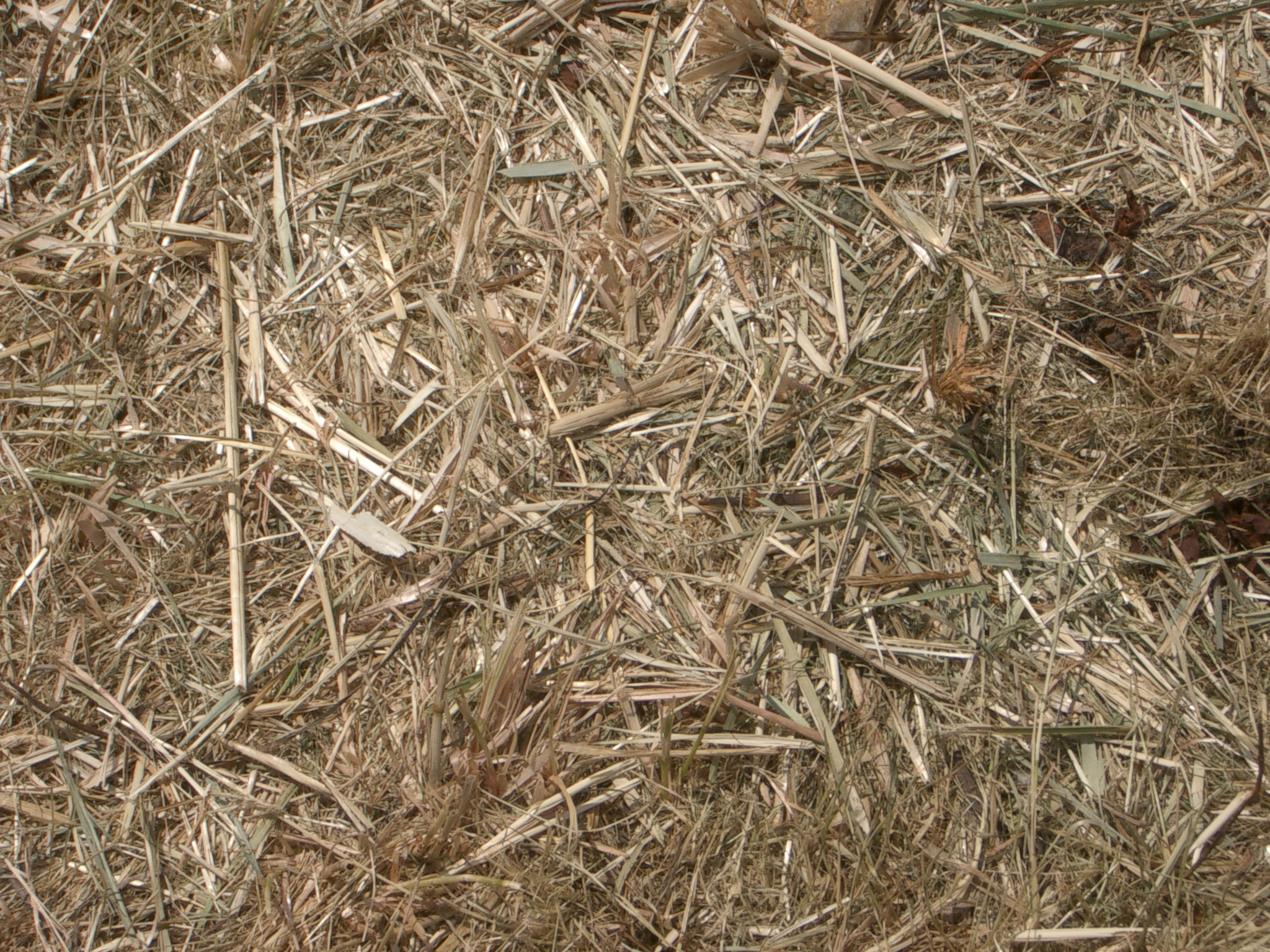 Dry Grass Texture