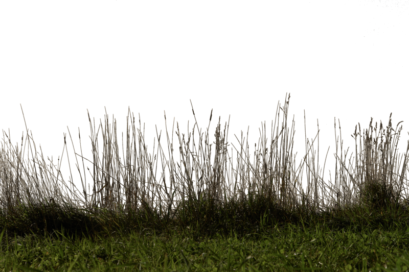Grass PNG by kooyooss on DeviantArt