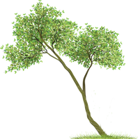 tree PNG3494