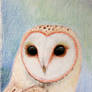 Barn Owl Portrait 