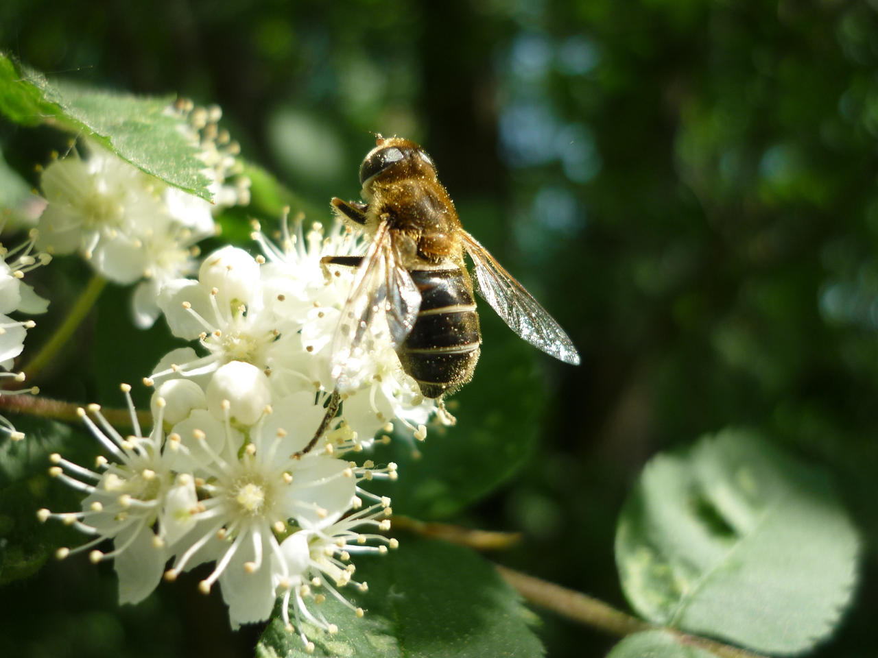 buzzy bee