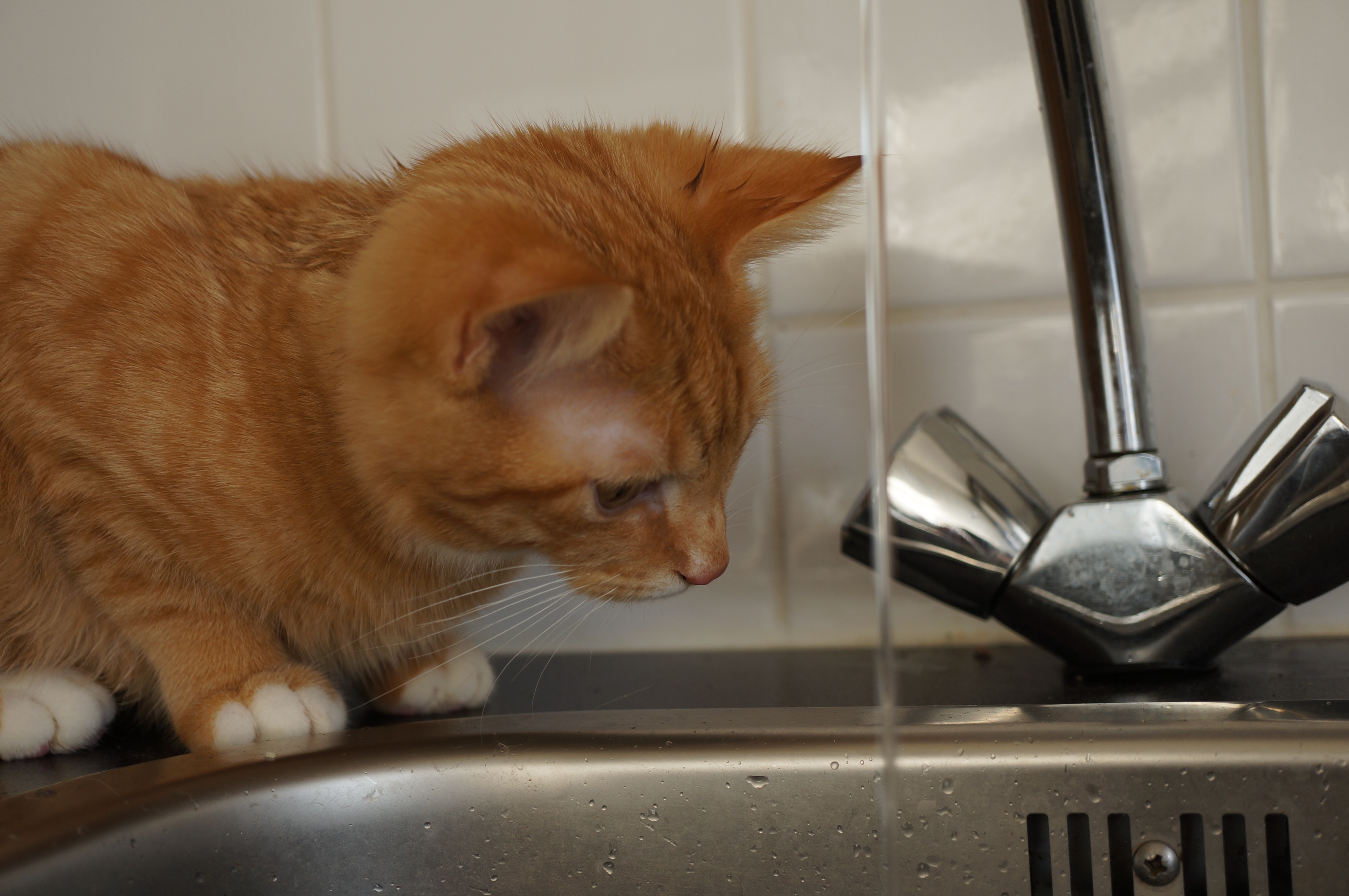 This kitty loves water