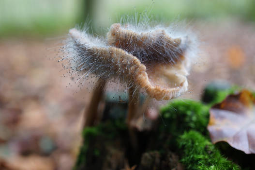 Mushroom with mold