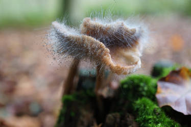 Mushroom with mold