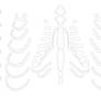 Rib Cage Pattern